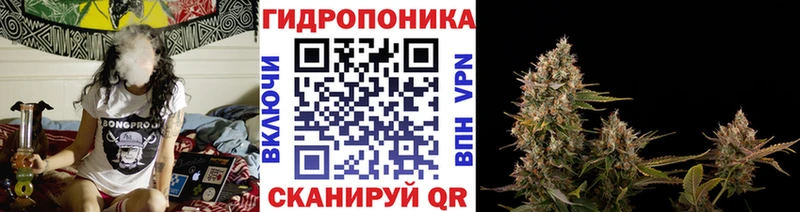Канабис OG Kush Зея
